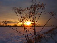 21.01.13 - Vera Cheal - Winter Sunset over the fields in Fifield