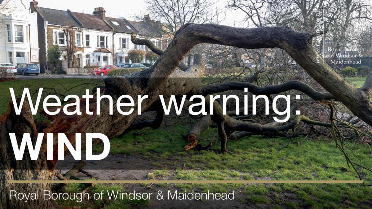 Photo of fallen tree. Weather warning wind. Royal Borough of Windsor and Maidenhead